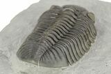 Prone Eldredgeops Trilobite - Sylvania, Ohio #257540-3